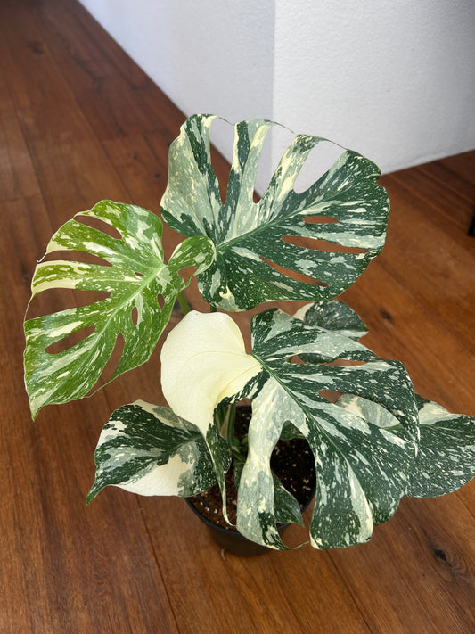 Monstera Thai Constellation