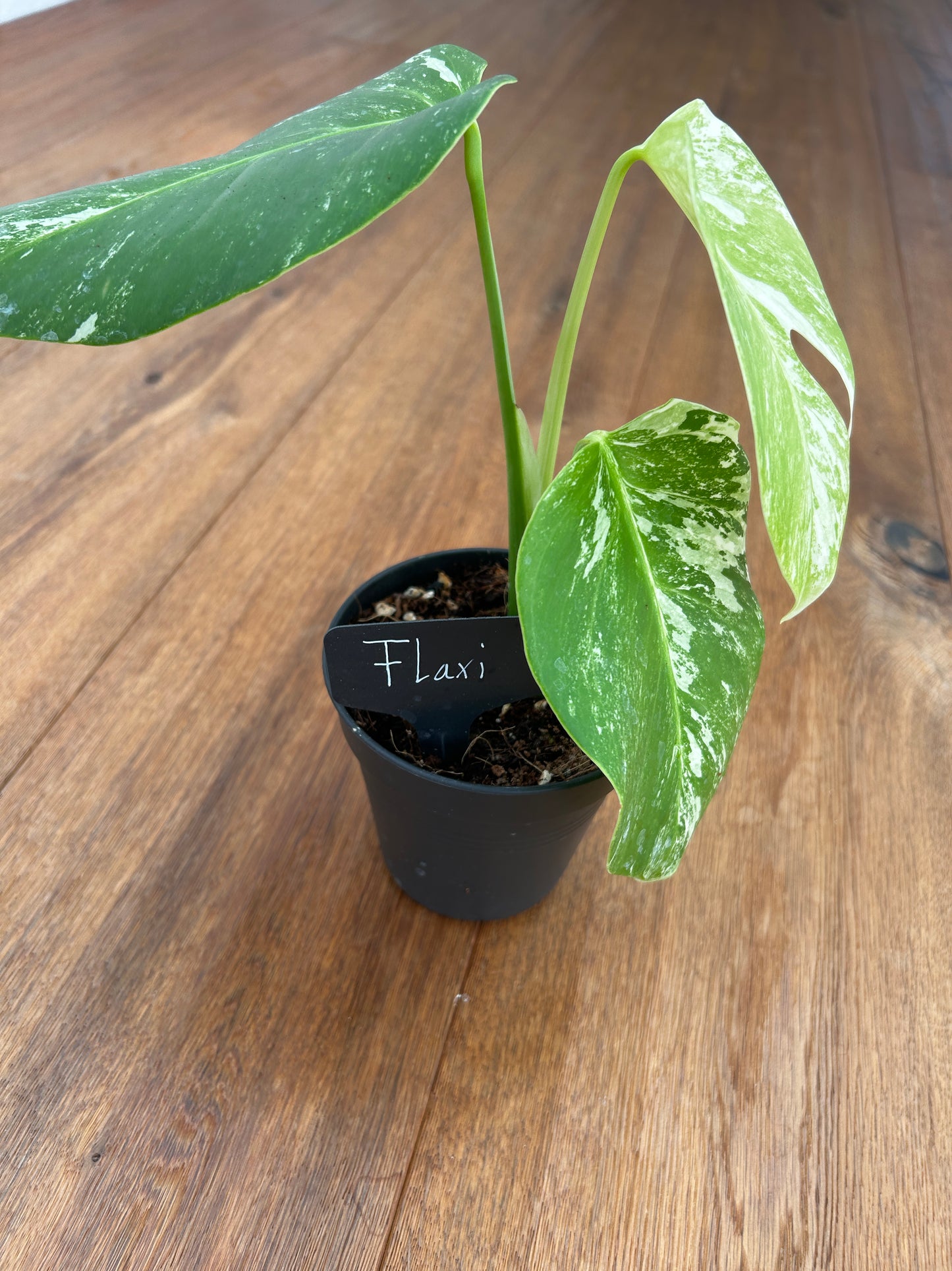 Monstera albo