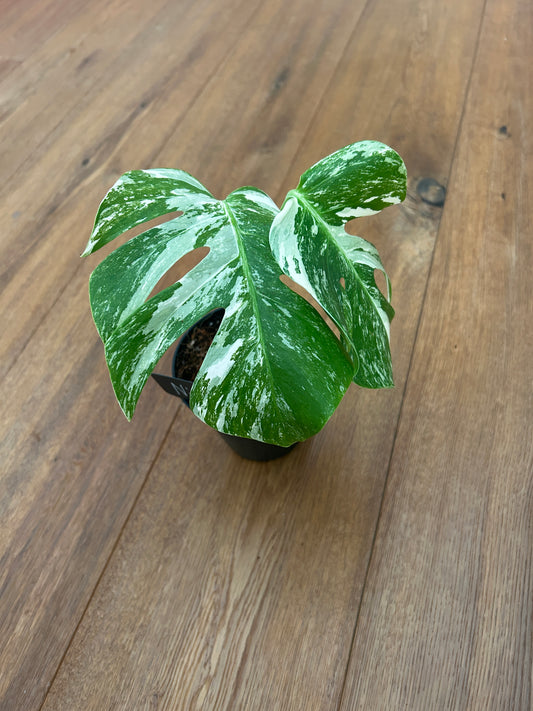 Monstera albo