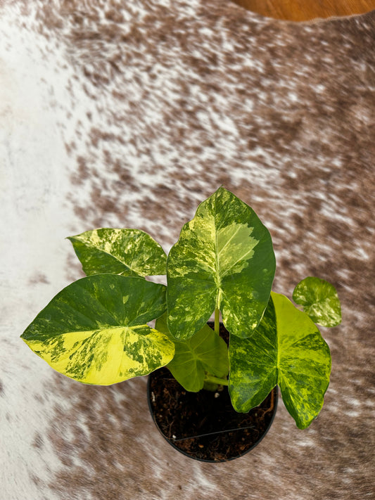 Alocasia Macrorrhiza aurea