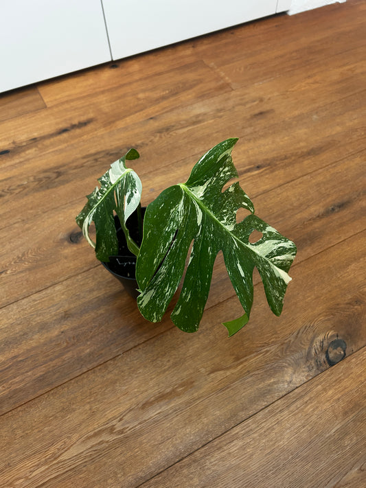 Monstera albo