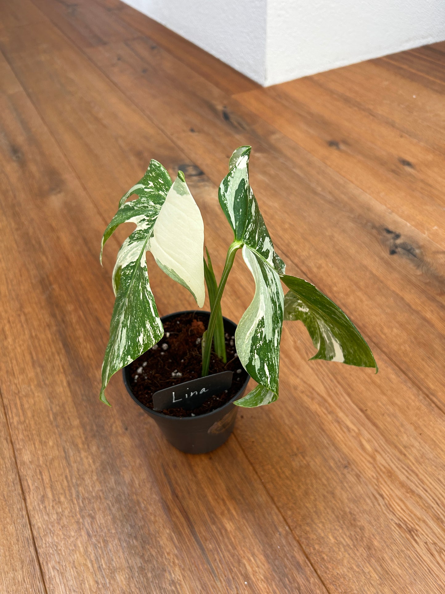 Monstera albo
