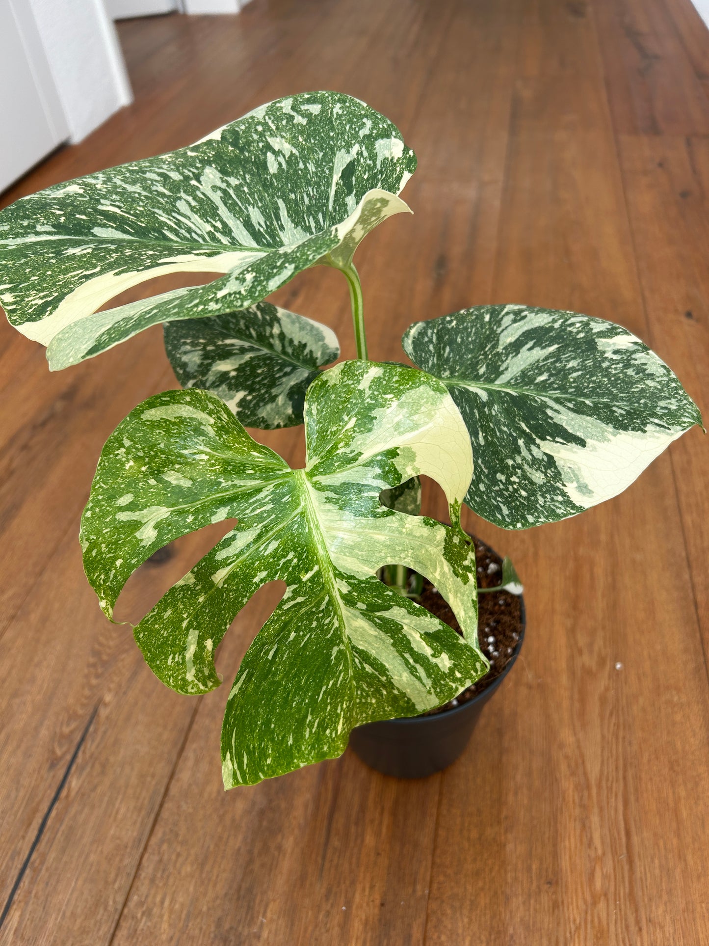 Monstera Thai Constellation