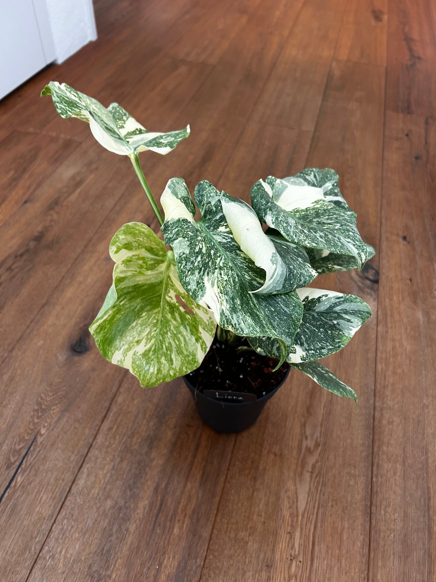 Monstera Thai Constellation Top Genetik