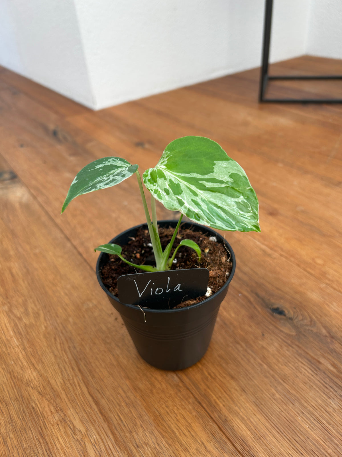 Monstera Bulbasur