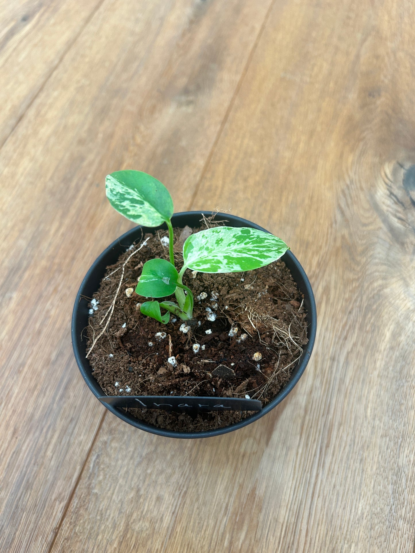 Monstera Bulbasur