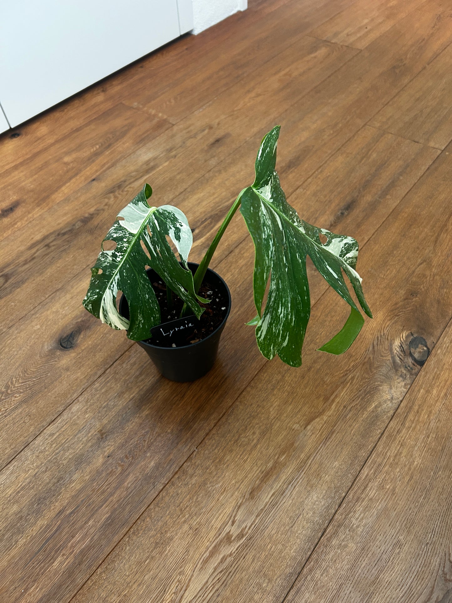 Monstera albo