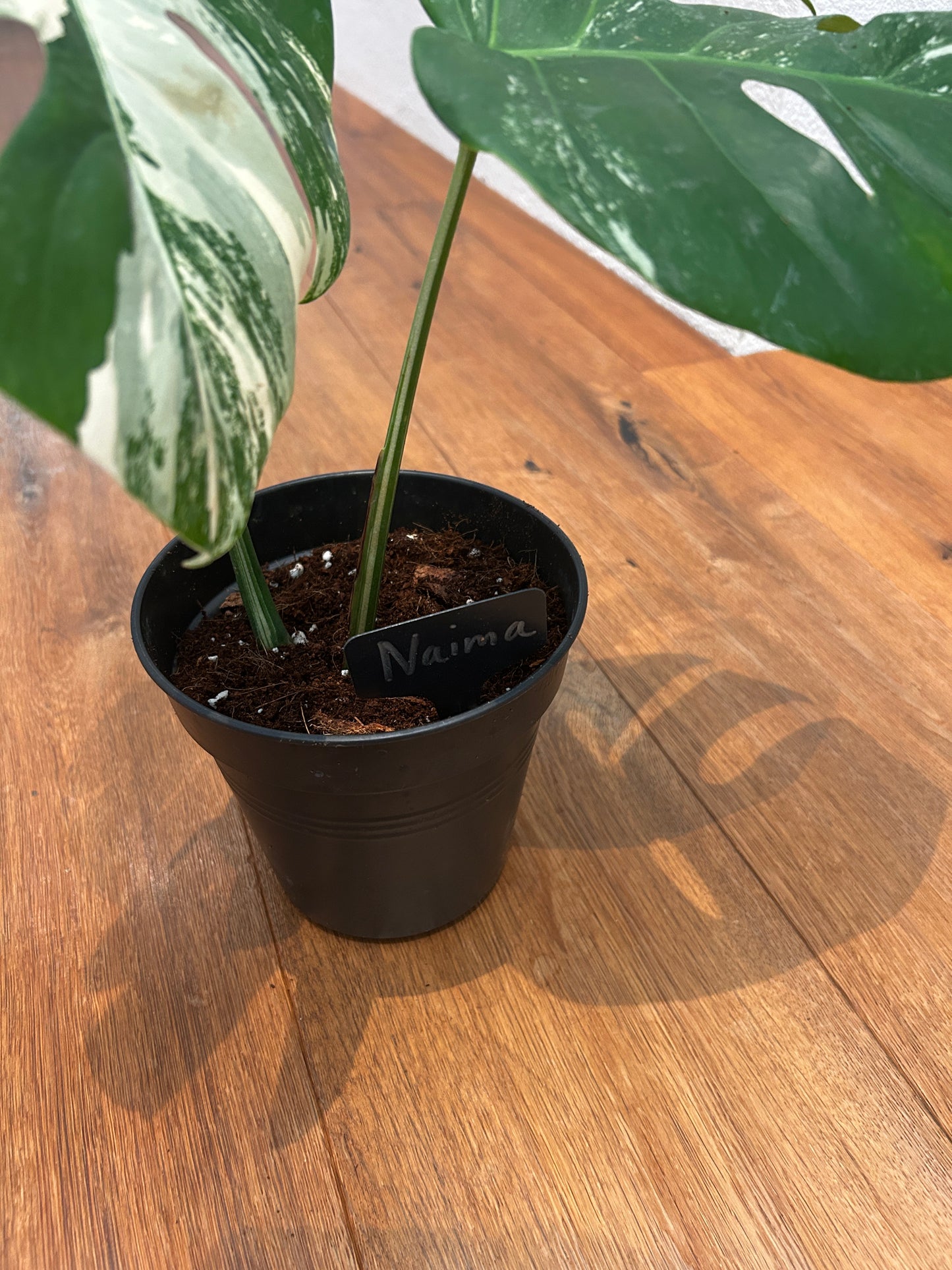 Monstera albo