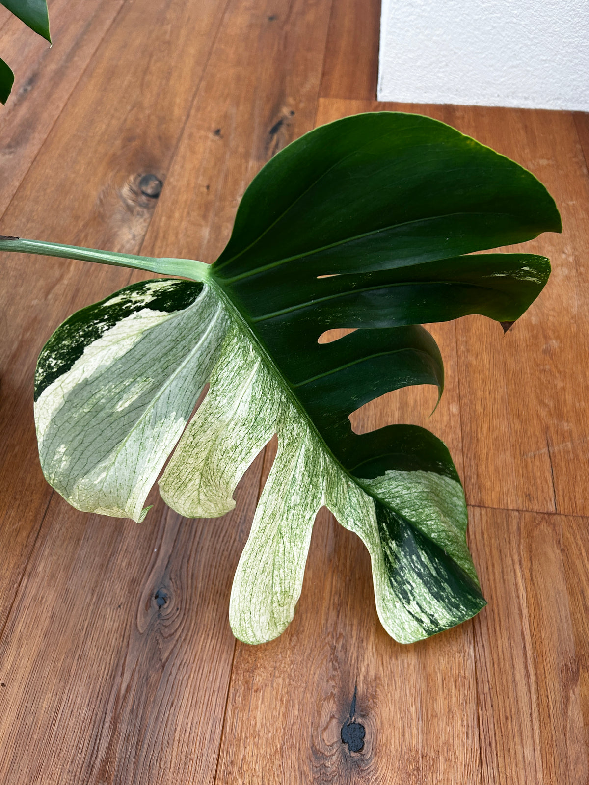 Monstera Jungle Mint Top Genetik