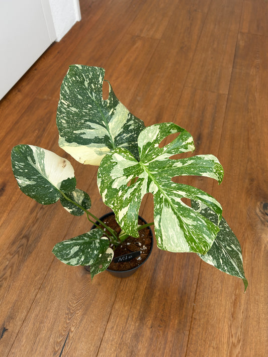 Monstera Thai Constellation