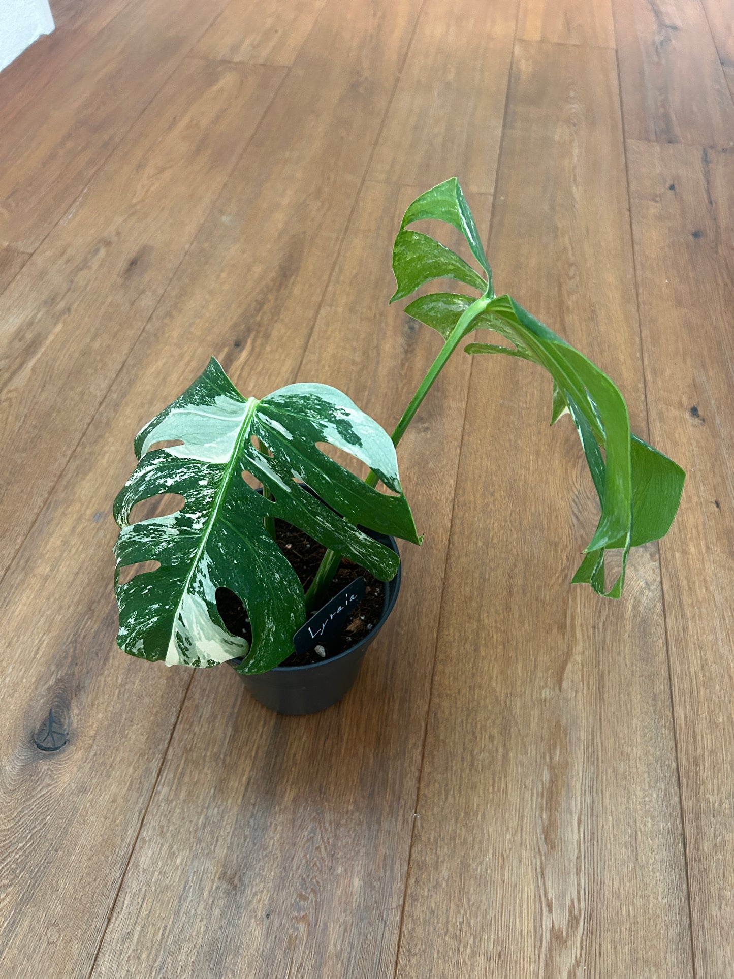 Monstera albo
