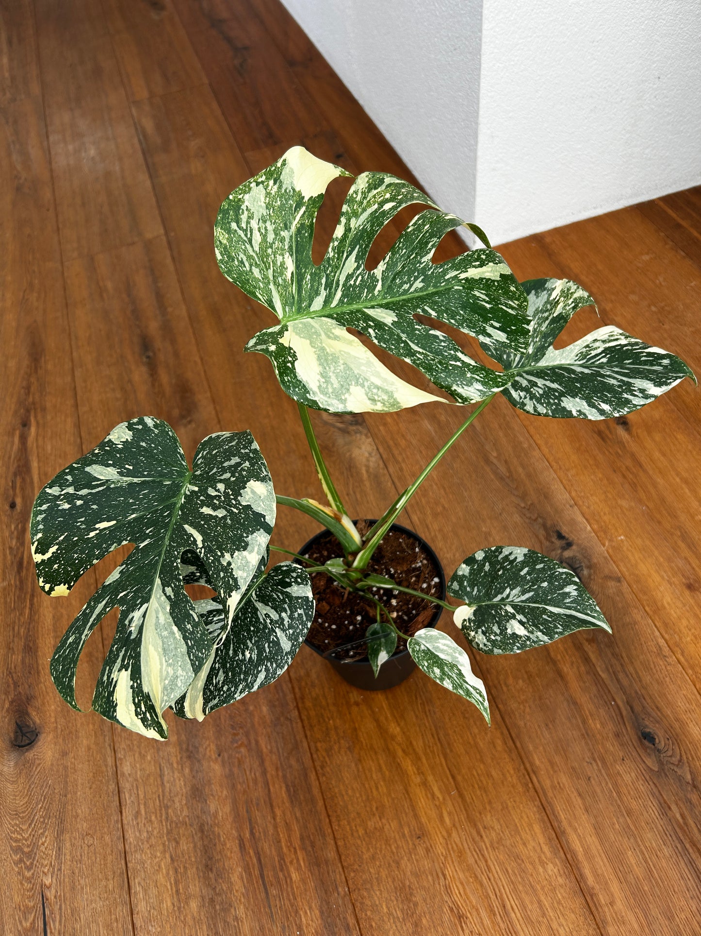 Monstera Thai Constellation