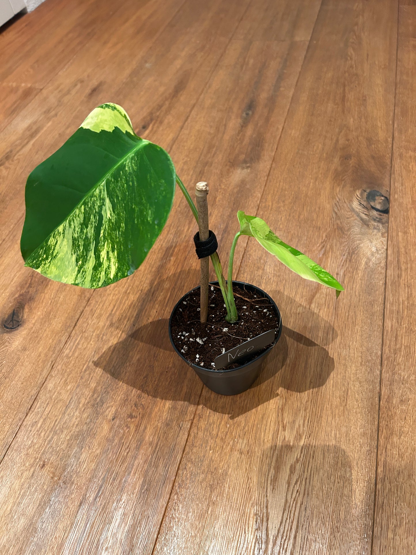 Monstera Aurea