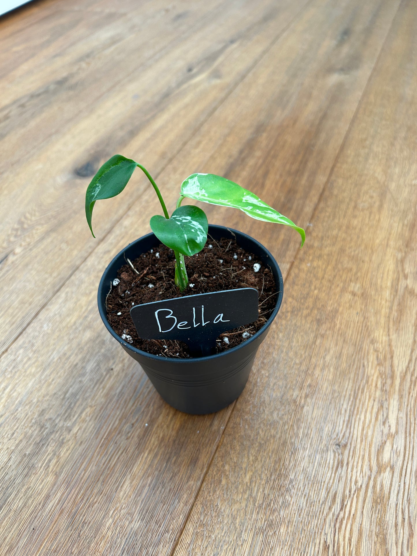Monstera Bulbasur