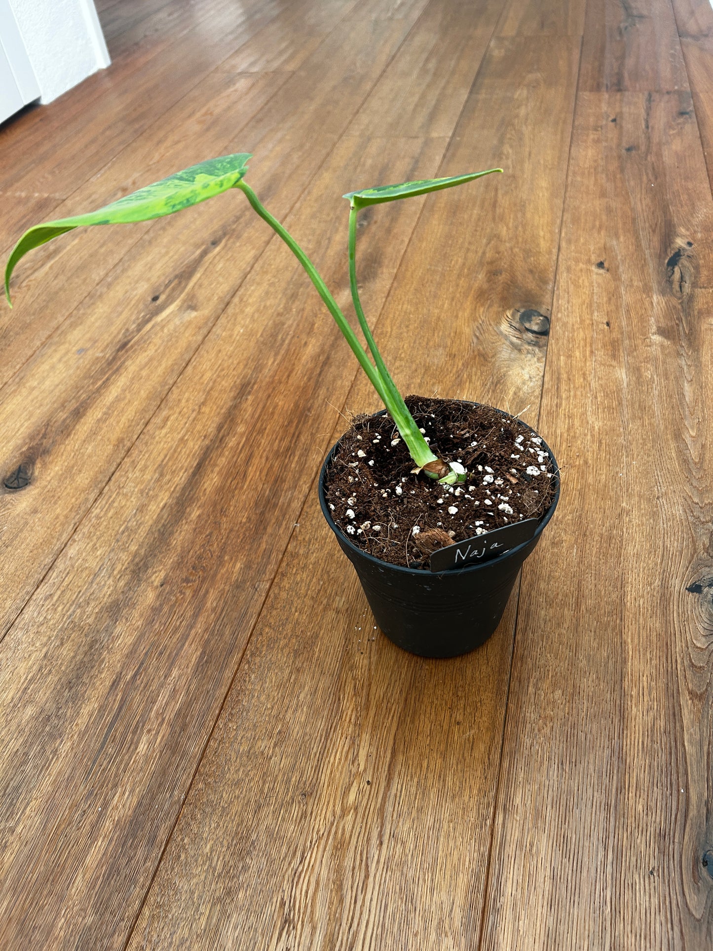 Monstera Marilyn Large Form