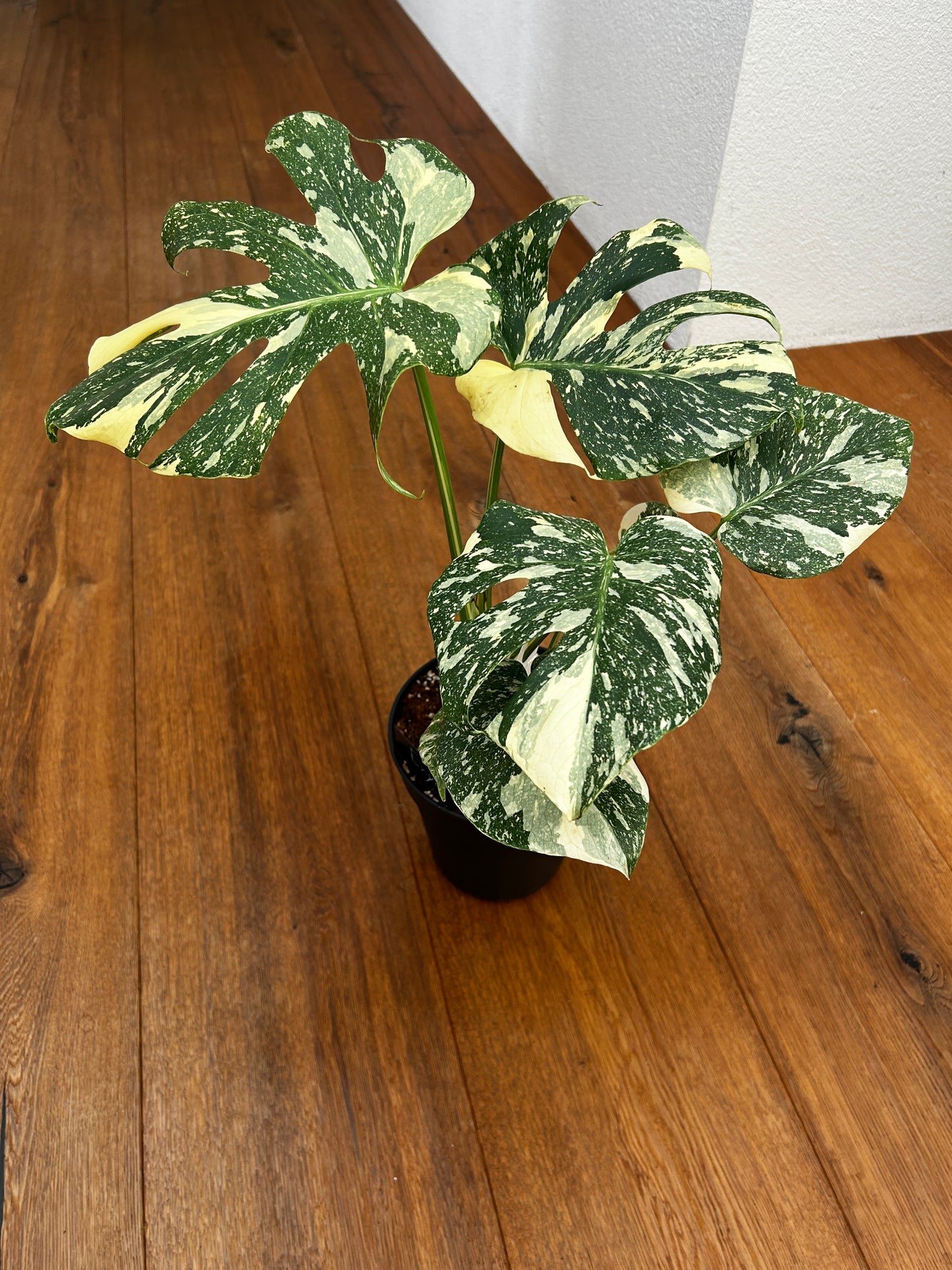Monstera Thai Constellation