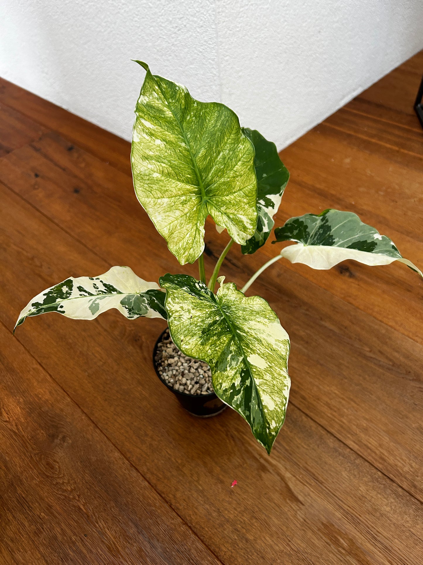 Alocasia Macrorrhiza Variegata Mint