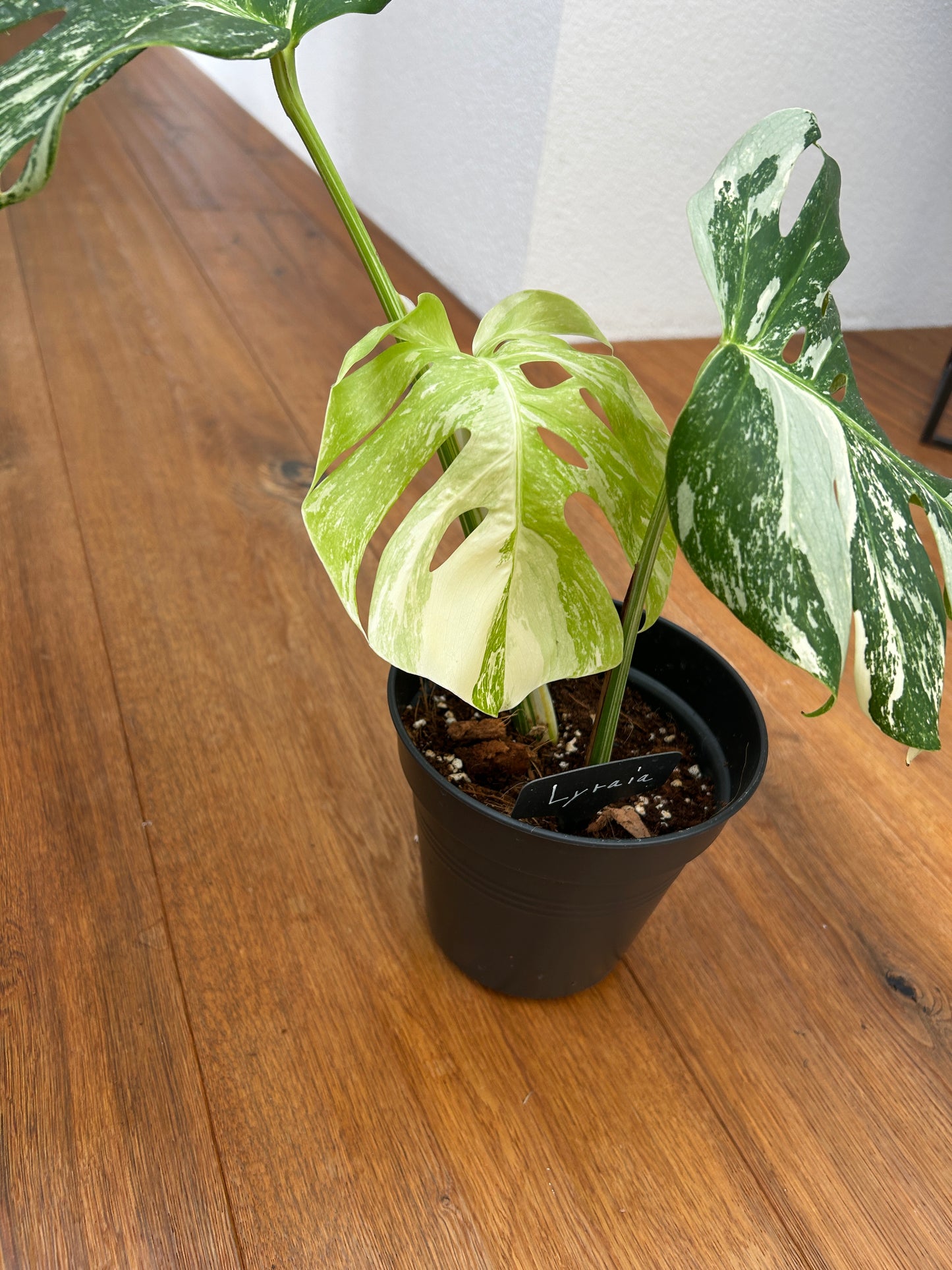 Monstera albo