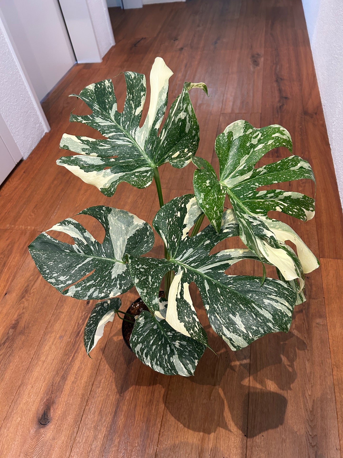 Monstera Thai Constellation
