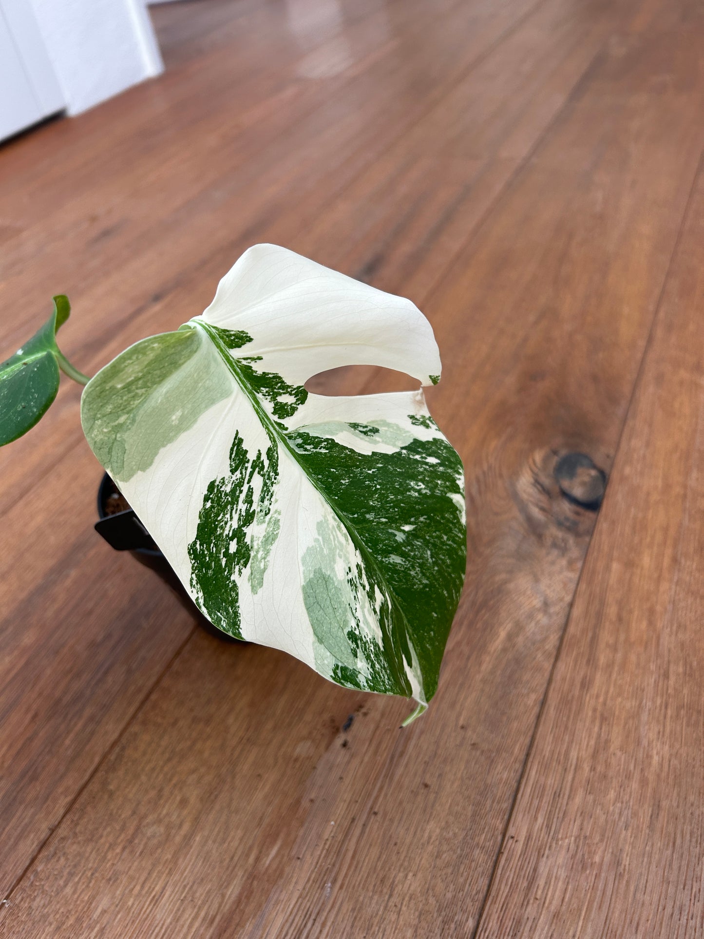 Monstera albo
