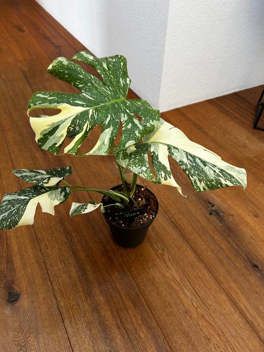 Monstera Thai Constellation