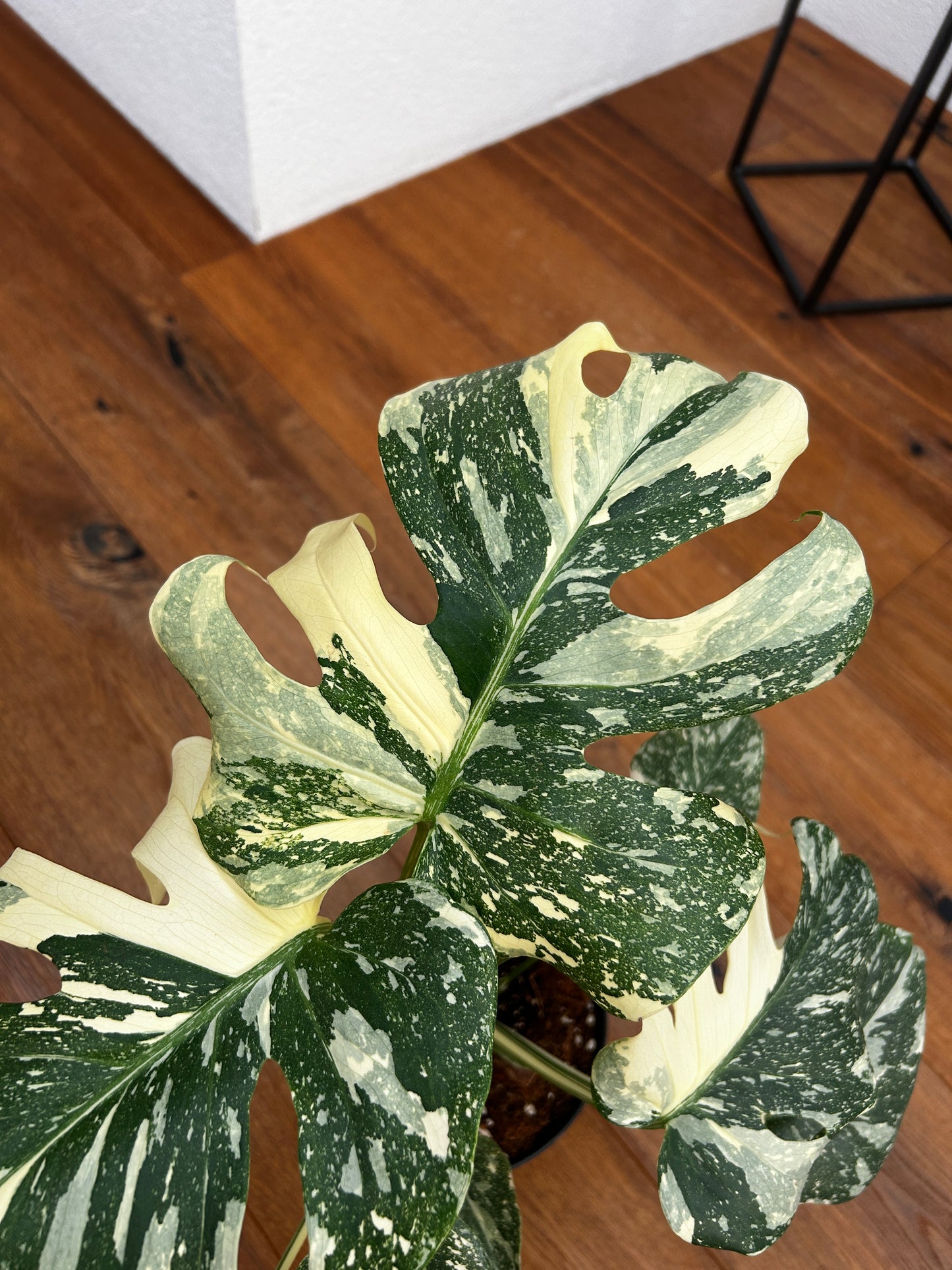 Monstera Thai Constellation Top Genetik