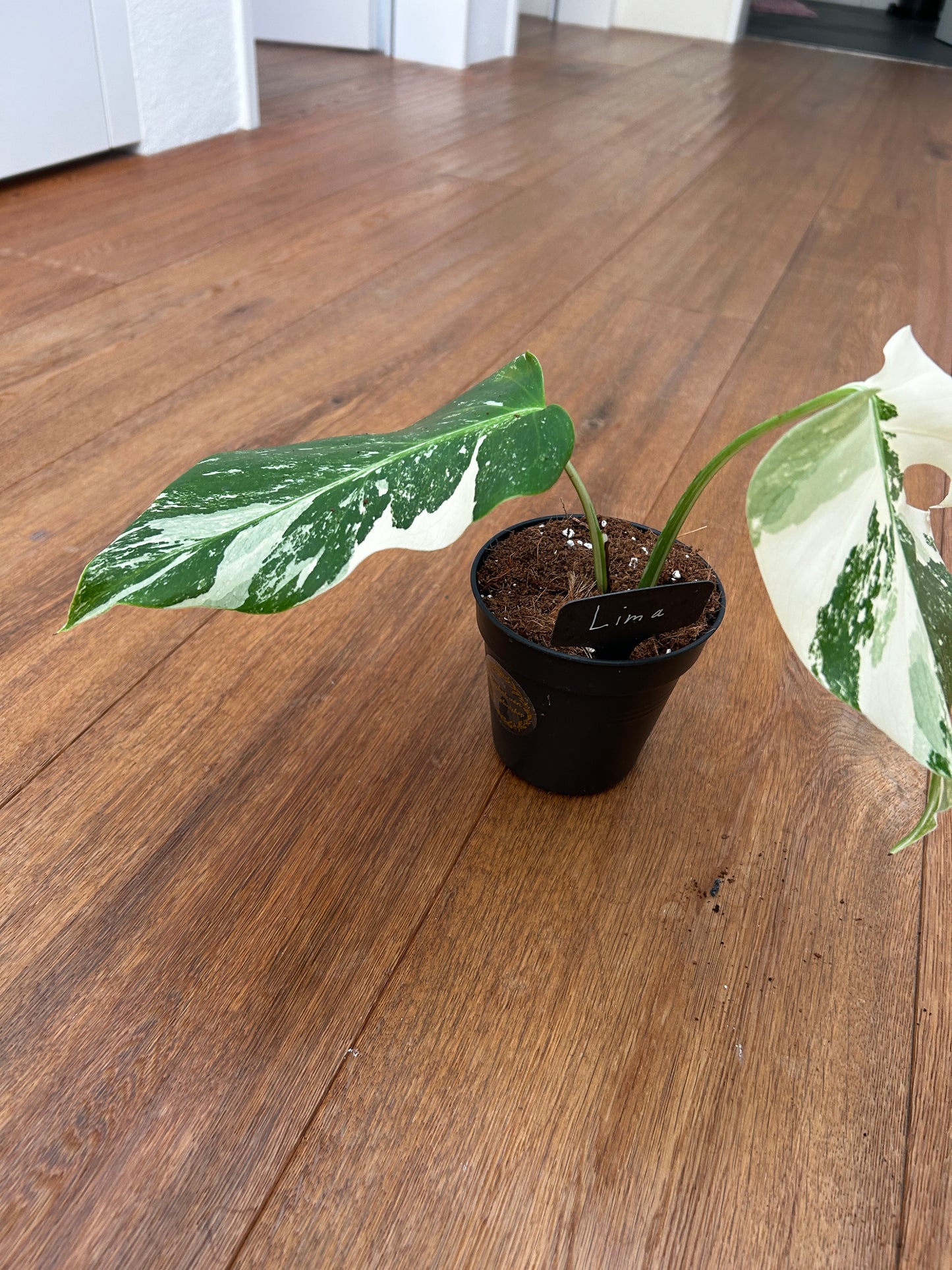 Monstera albo