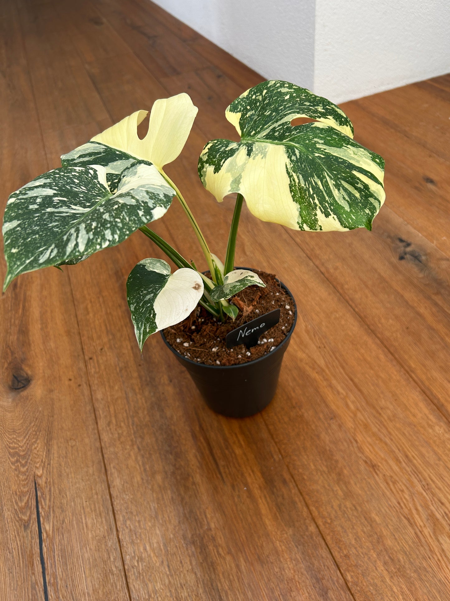 Monstera Thai Constellation Top Genetik