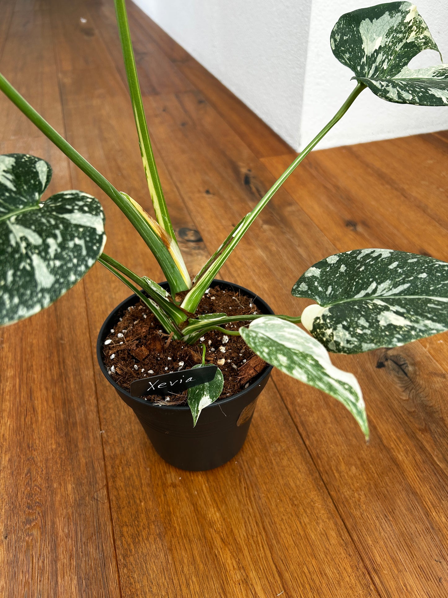 Monstera Thai Constellation