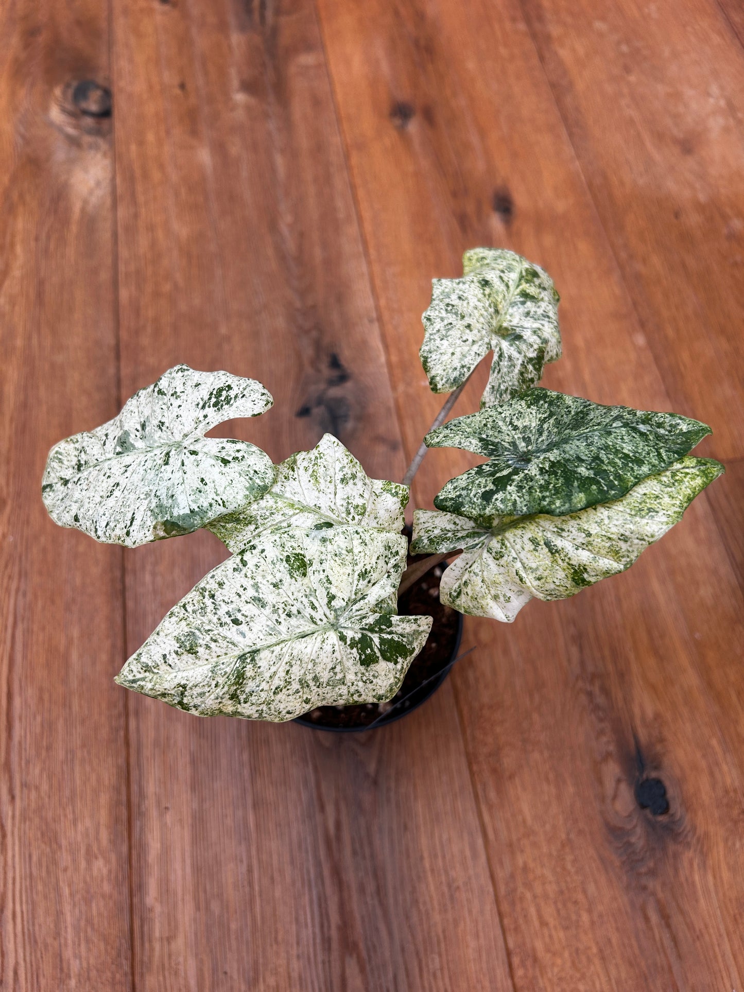 Alocasia Splash