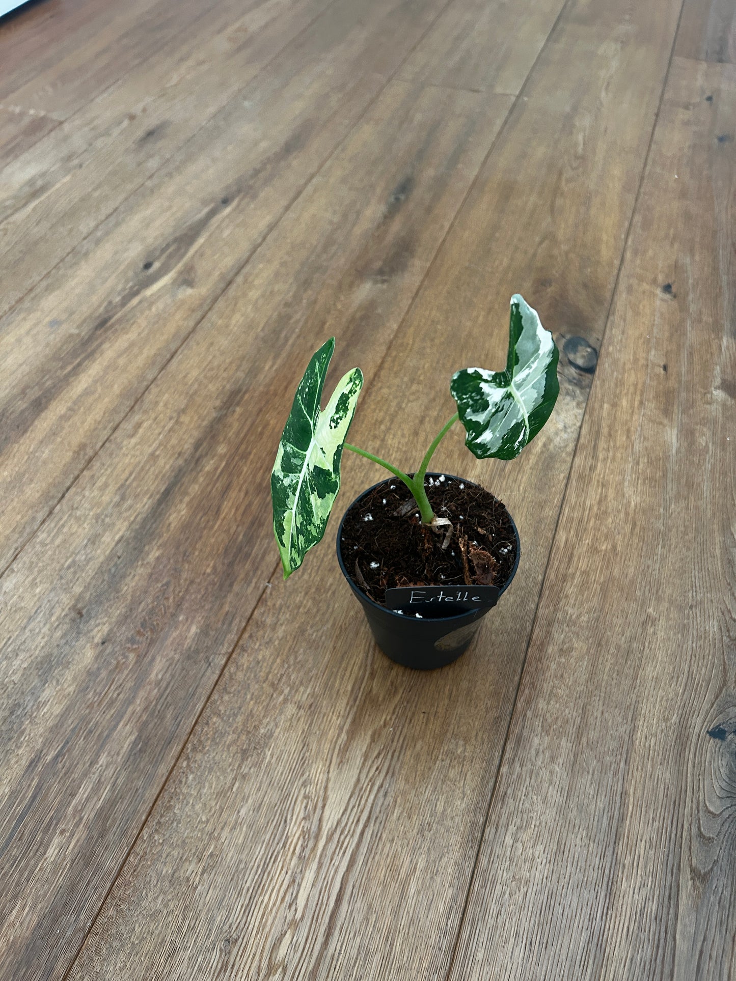 Alocasia Frydrek Variegata