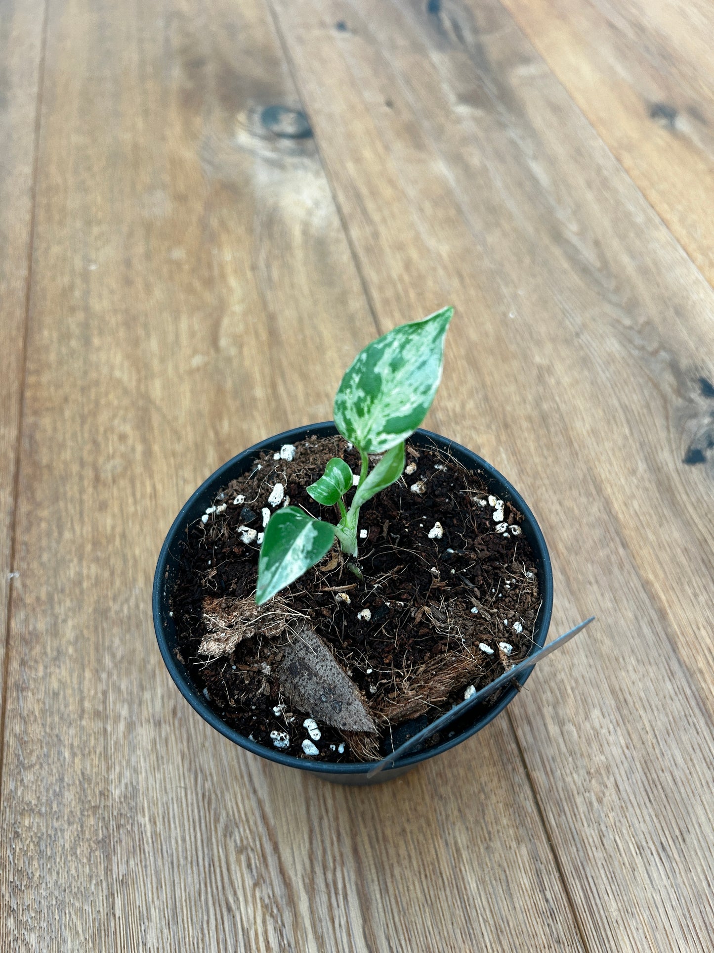 Monstera Bulbasur