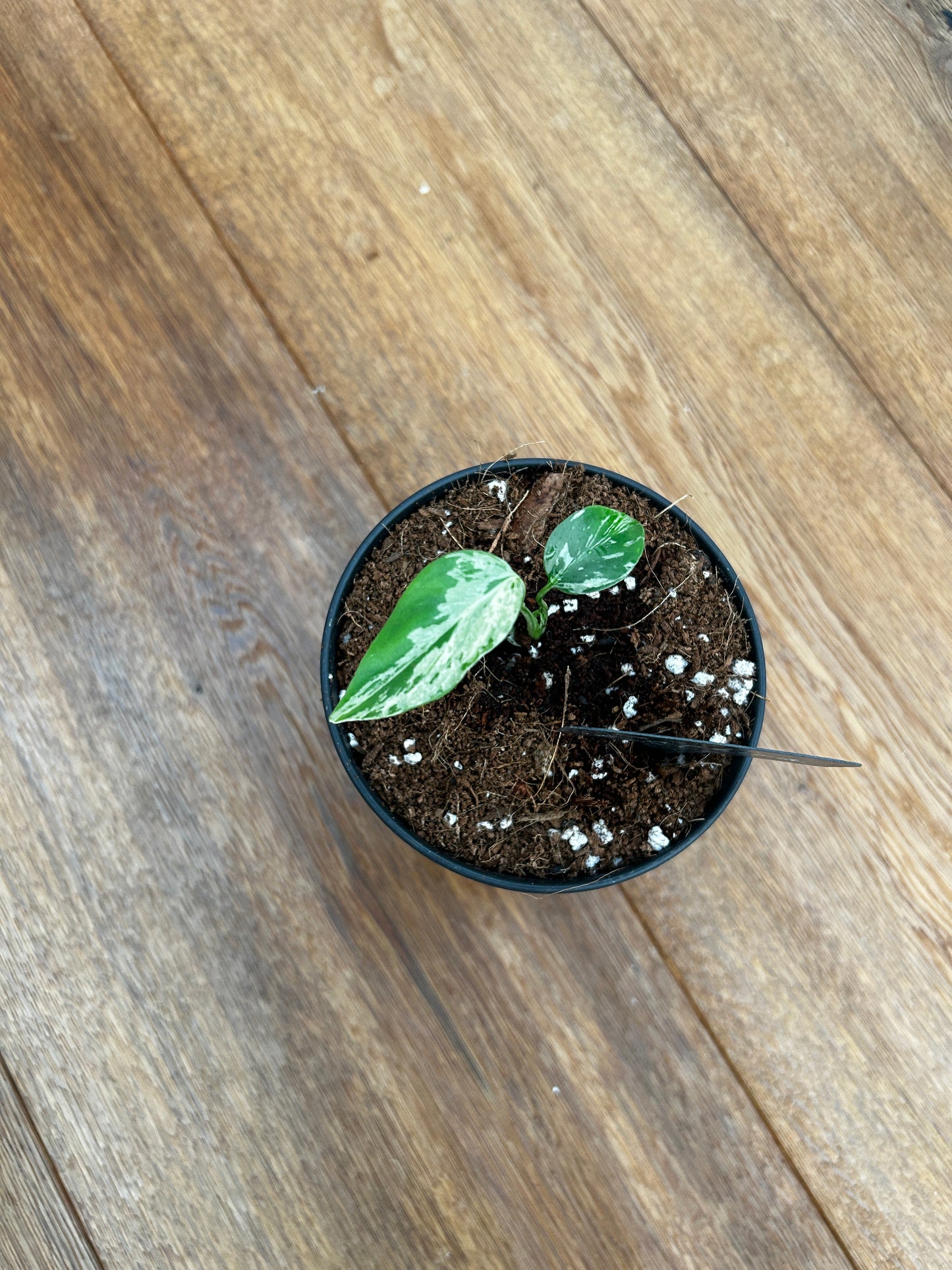 Monstera Bulbasur