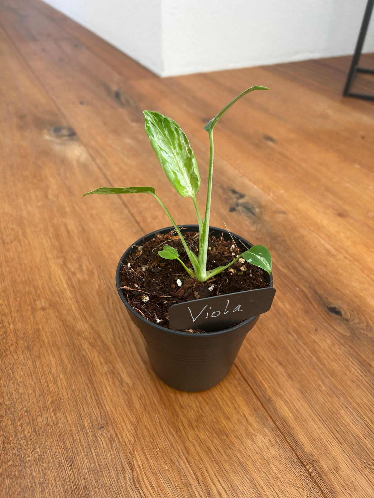 Monstera Bulbasur