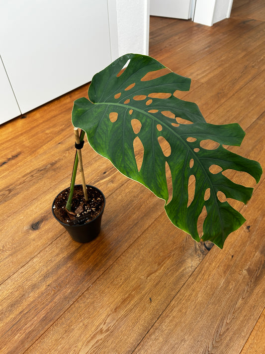 Monstera Dubia XXL Steckling