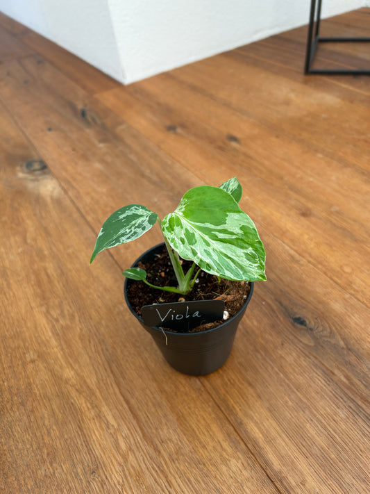 Monstera Bulbasur