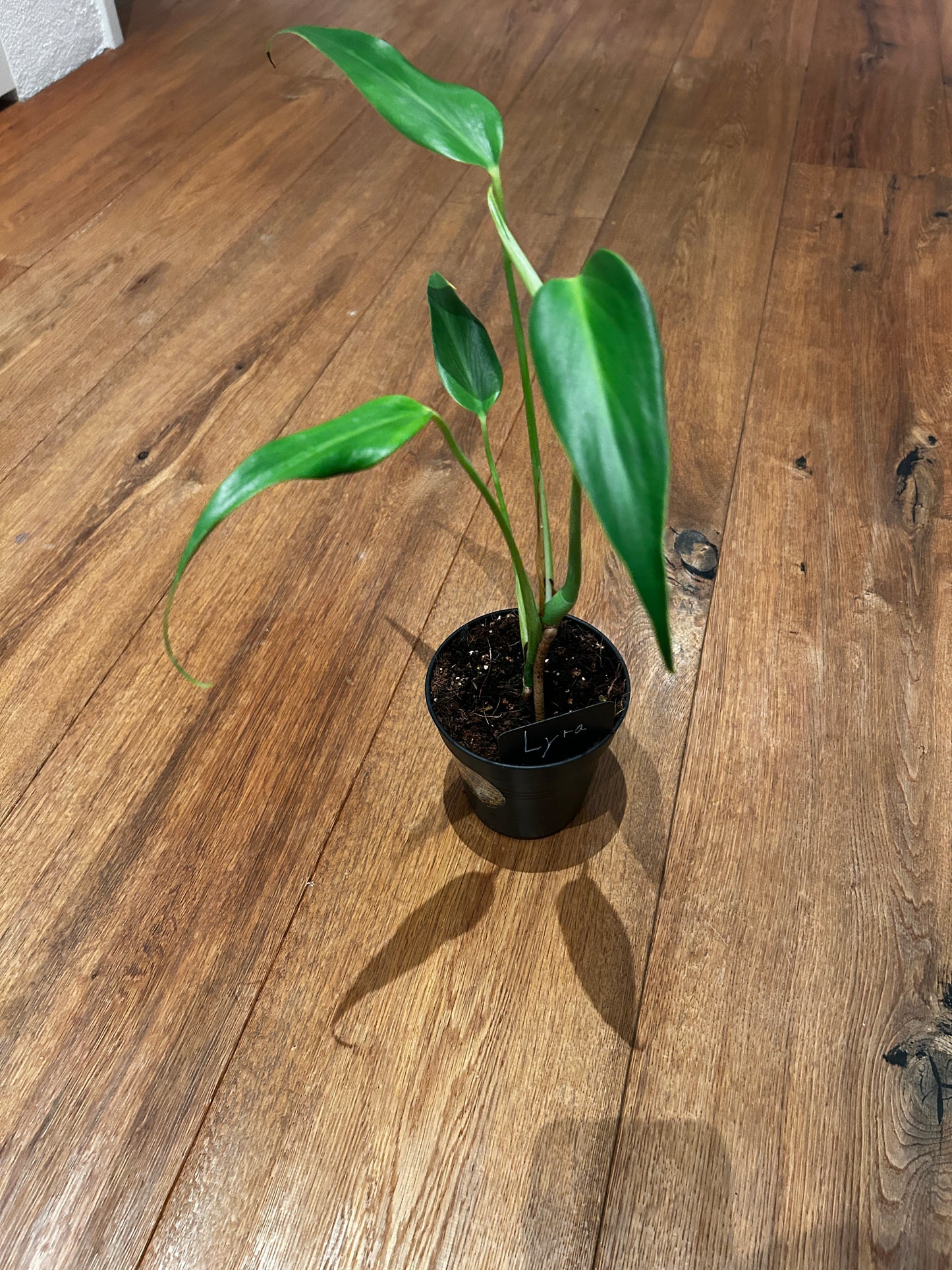 Monstera Burle Marx Flame