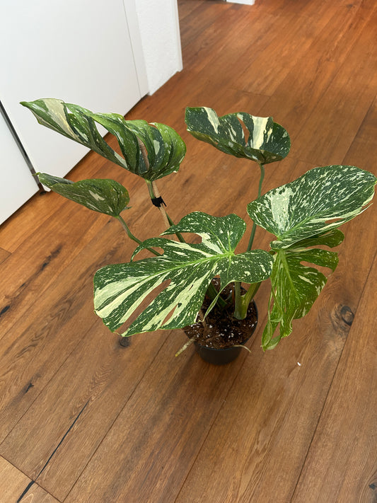 Monstera Medusa extrem selten