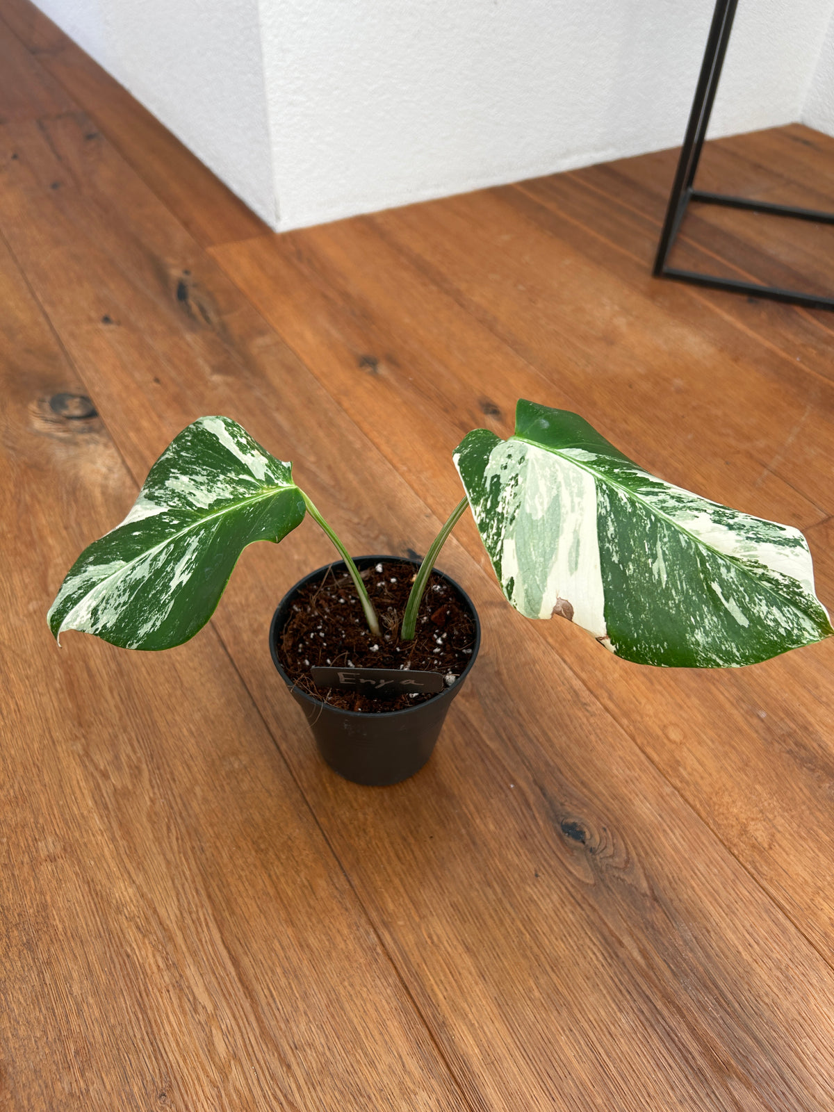 Monstera albo
