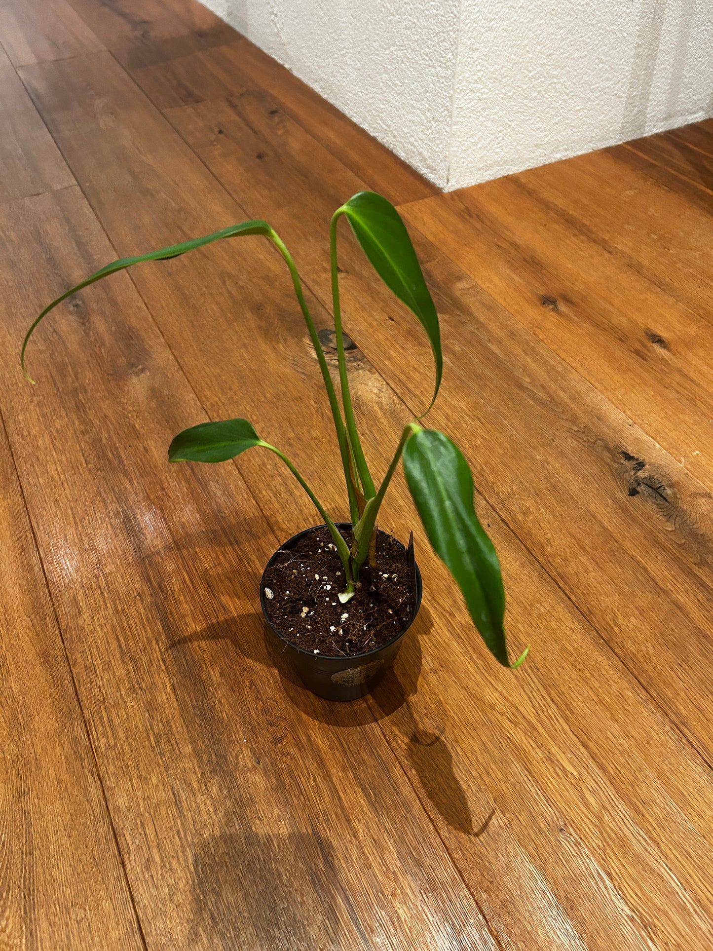 Monstera Burle Marx Flame