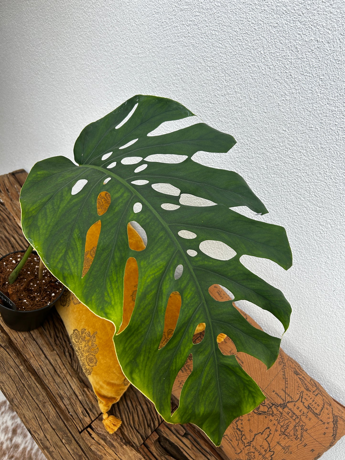 Monstera Dubia XXL Steckling