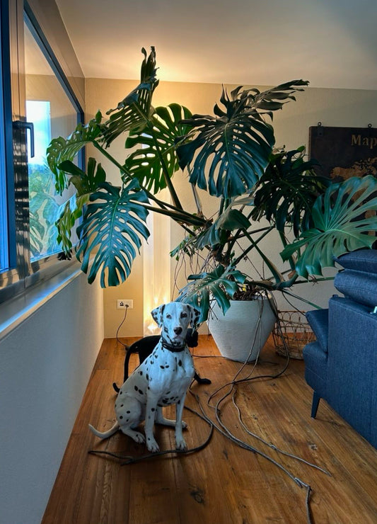 100% Frische Monstera Deliciosa Samen 🌱 Inkl. Anleitung & Gratis Versand